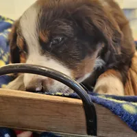 Rudy, a male Australian Shepherd and Miniature American Shepherd for sale in Woodburn, OR – Photo 2 of 5