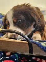 processed/a7f8ee63-cfad-49e7-829e-9f0da623d8b9/listing/24518632-4951-4610-b5ec-5a8d854a1b32/b7c20c96-a3f5-4cd8-a9c1-4eedc0190c18