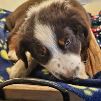 Rudy, a male Australian Shepherd and Miniature American Shepherd for sale in Woodburn, OR – Photo 4 of 5