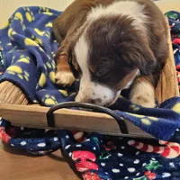 Rudy, a male Australian Shepherd and Miniature American Shepherd for sale in Woodburn, OR – Photo 3 of 5