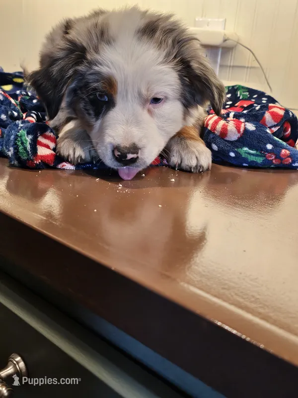 Harvey, a male Australian Shepherd and Miniature American Shepherd for sale in Woodburn, OR – Photo 1 of 4