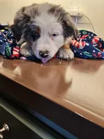 Harvey, a male Australian Shepherd and Miniature American Shepherd for sale in Woodburn, OR – Photo 1 of 4