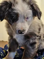 Harvey, a male Australian Shepherd and Miniature American Shepherd for sale in Woodburn, OR – Photo 4 of 4