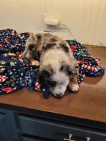 Harvey, a male Australian Shepherd and Miniature American Shepherd for sale in Woodburn, OR – Photo 3 of 4