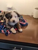 Harvey, a male Australian Shepherd and Miniature American Shepherd for sale in Woodburn, OR – Photo 2 of 4