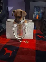 Louie , a male Chihuahua for sale in Charlotte, NC – Photo 6 of 6