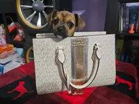 Louie , a male Chihuahua for sale in Charlotte, NC – Photo 3 of 6