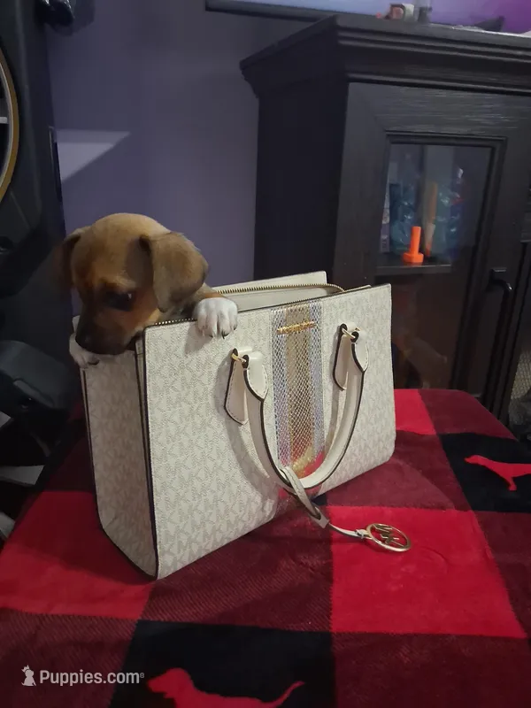 Louie  – Chihuahua puppy for sale in Charlotte, NC