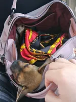 Louie , a male Chihuahua for sale in Charlotte, NC – Photo 5 of 6