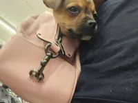 Louie , a male Chihuahua for sale in Charlotte, NC – Photo 4 of 6