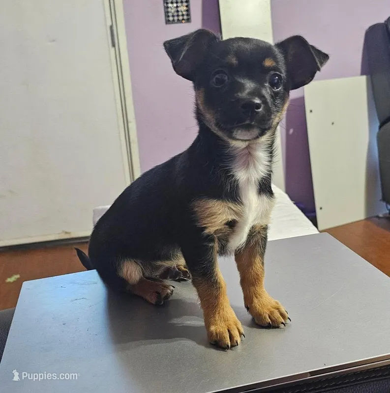 Karter – Rottweiler, Alaskan Husky puppy for sale in Charlotte, NC