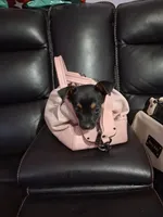 Karter, a male Rottweiler and Alaskan Husky for sale in Charlotte, NC – Photo 6 of 6