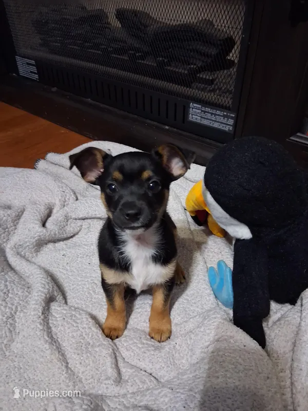 Karter – Rottweiler, Alaskan Husky puppy for sale in Charlotte, NC