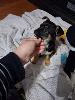 Karter, a male Rottweiler and Alaskan Husky for sale in Charlotte, NC – Photo 4 of 6