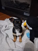 Karter, a male Rottweiler and Alaskan Husky for sale in Charlotte, NC – Photo 2 of 6