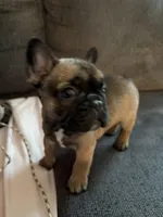 Nora , a female French Bulldog for sale in Sedgwick, KS – 3 of 4