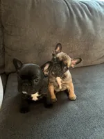 Nora , a female French Bulldog for sale in Sedgwick, KS – 4 of 4