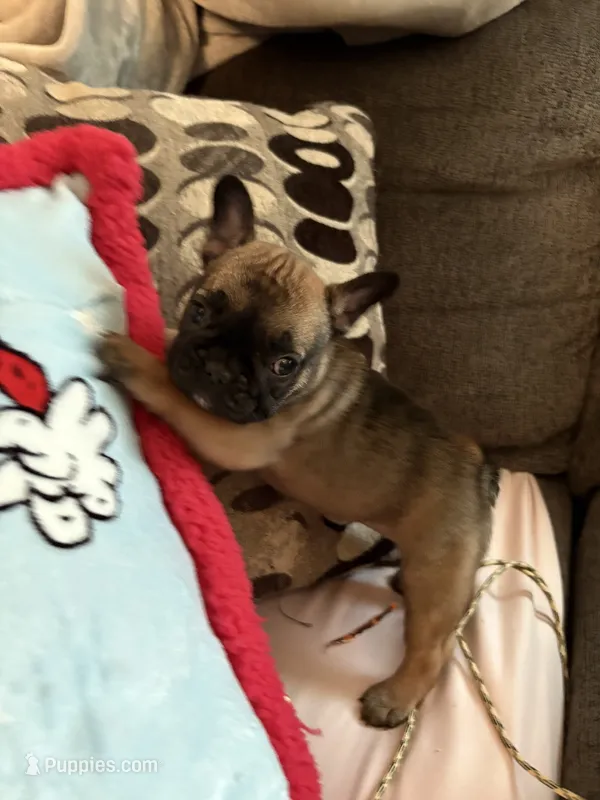 Nora  – French Bulldog puppy for sale in Sedgwick, KS