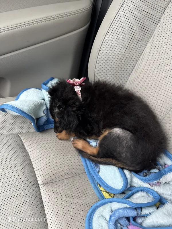 Fluffy – Chihuahua puppy for sale in Houston, TX