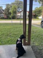 Fluffy, a female Chihuahua for sale in Houston, TX – 2 of 2