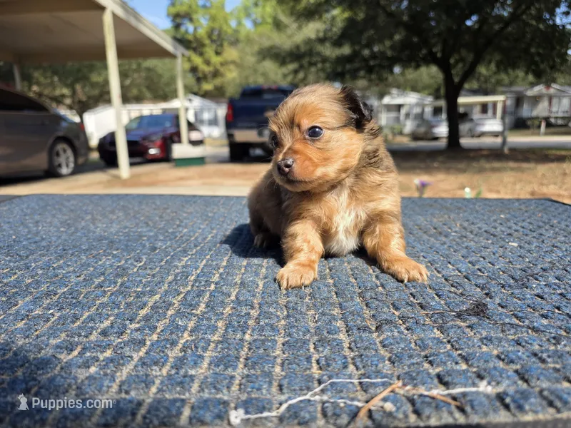 Coco – Pomchi puppy for sale in Houston, TX