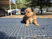 Coco, a male Pomchi for sale in Houston, TX – 2 of 10