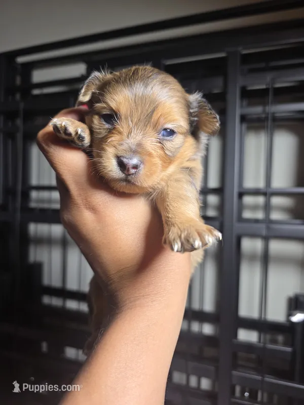 Coco – Pomchi puppy for sale in Houston, TX