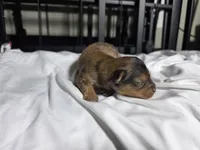 Coco, a male Pomchi for sale in Houston, TX – 5 of 8