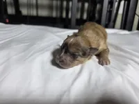 Sassy, a female Pomchi for sale in Houston, TX – 4 of 8