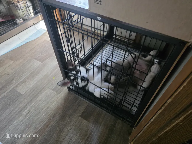 Demon – Siberian Husky puppy for sale in Houston, TX