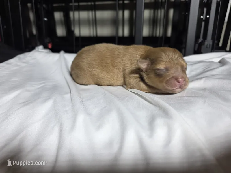 Caramel  – Pomchi puppy for sale in Houston, TX