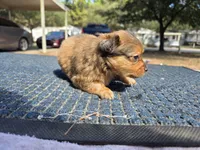 Coco, a male Pomchi for sale in Houston, TX – 8 of 10