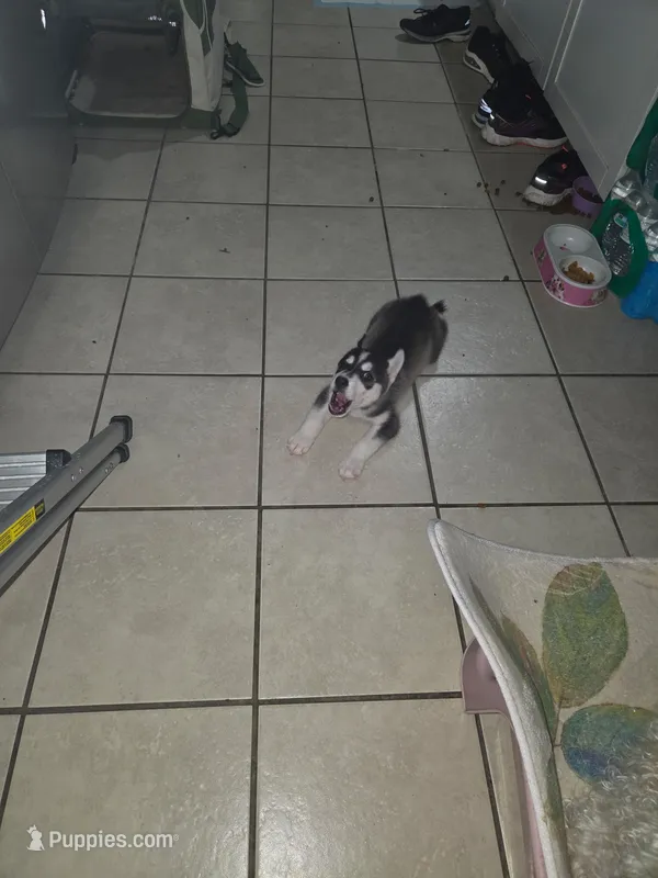 Demon – Siberian Husky puppy for sale in Houston, TX