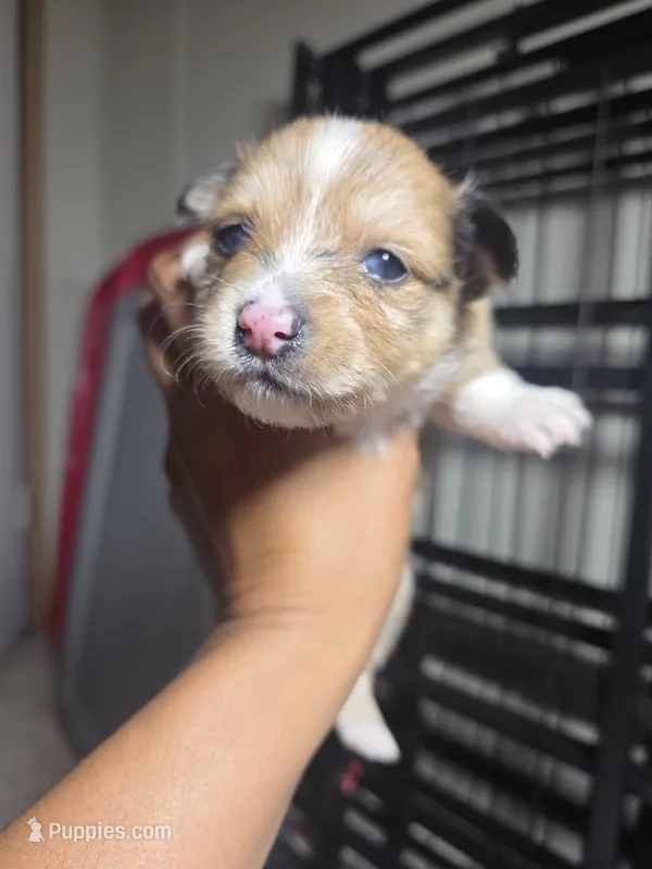 Smores – Pomchi puppy for sale in Houston, TX