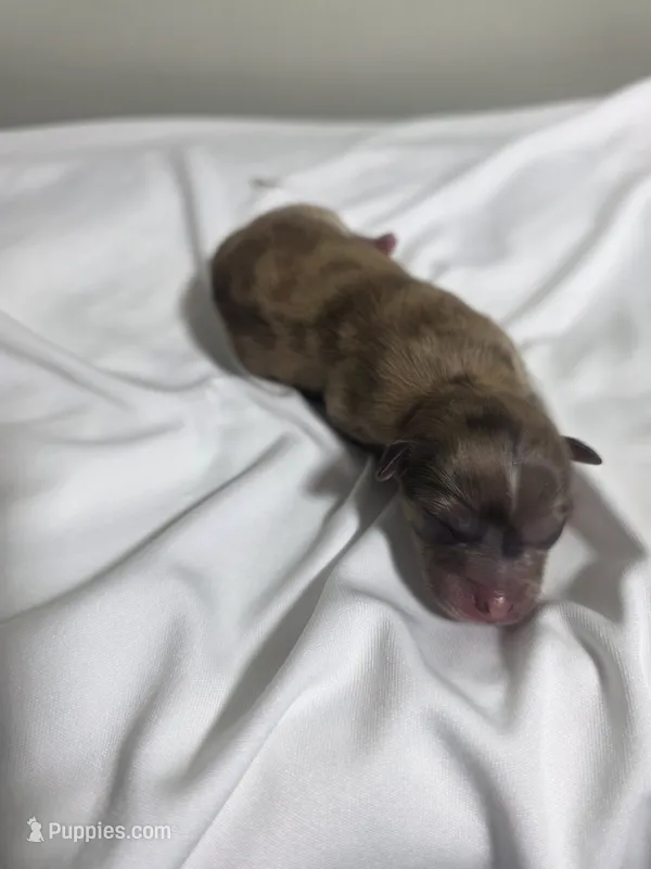Puppy 4 – Pomchi puppy for sale in Houston, TX