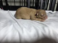 Caramel , a male Pomchi for sale in Houston, TX – 2 of 5
