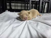 Goldie, a male Pomchi for sale in Houston, TX – 2 of 6