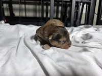 Coco, a male Pomchi for sale in Houston, TX – 2 of 8