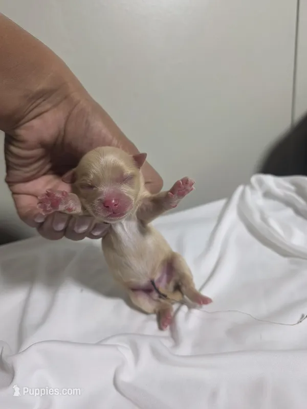 Puppy 5 – Pomchi puppy for sale in Houston, TX
