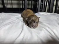 Sassy, a female Pomchi for sale in Houston, TX – 2 of 8