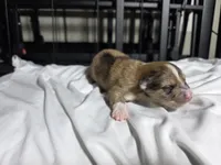 Smores, a male Pomchi for sale in Houston, TX – 2 of 6