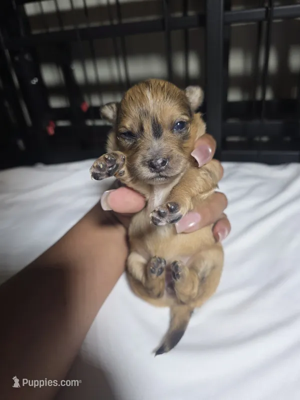 Sassy – Pomchi puppy for sale in Houston, TX