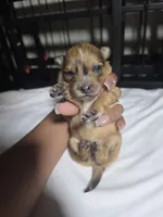 Sassy, a female Pomchi for sale in Houston, TX – 7 of 10