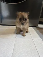 Sassy, a female Pomchi for sale in Houston, TX – 4 of 10