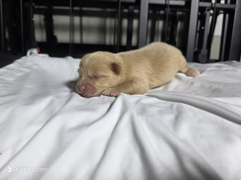 Goldie – Pomchi puppy for sale in Houston, TX