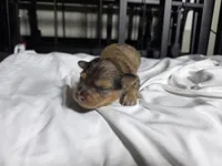 Coco, a male Pomchi for sale in Houston, TX – 3 of 8