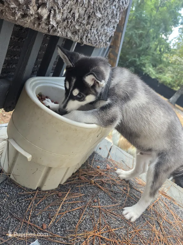 Demon – Siberian Husky puppy for sale in Houston, TX