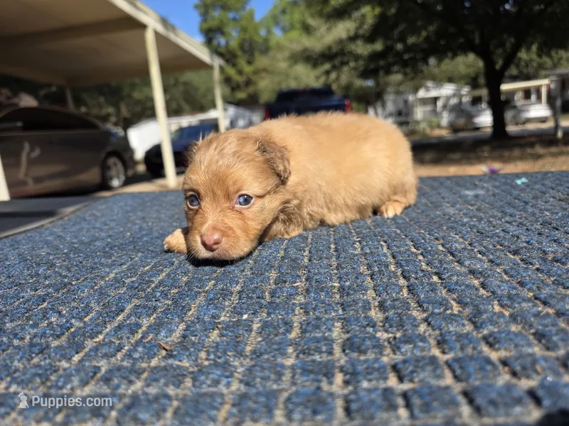 Caramel  – Pomchi puppy for sale in Houston, TX