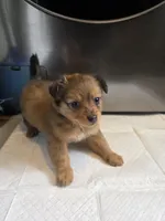 Coco, a male Pomchi for sale in Houston, TX – 4 of 10