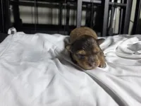 Coco, a male Pomchi for sale in Houston, TX – 4 of 8